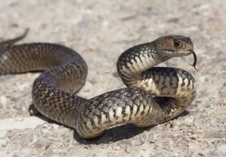 Imagem aproximada de cobra