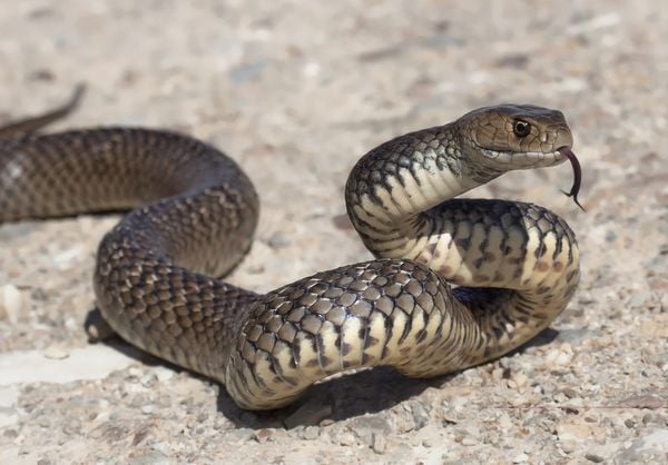 Imagem aproximada de cobra