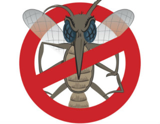 Aedes aegypti: solução é diminuir a população de mosquito, acredita especialista