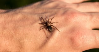 Cientistas brasileiros criam pomada contra picada letal de aranha