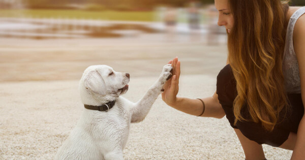 Brincar com cachorros pode proporcionar alivio das tensões por 10 horas