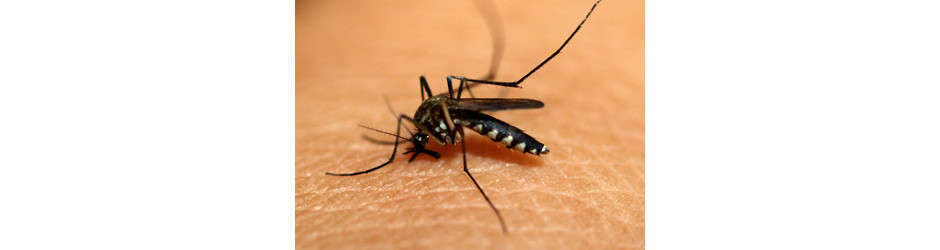 Dengue: previna a doença com cuidados simples