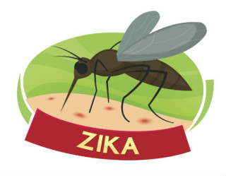 Bactéria pode impedir transmissão de doenças pelo Aedes aegypti