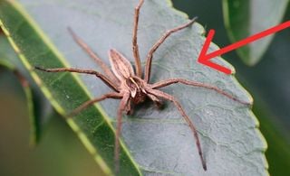 Aranha-marrom