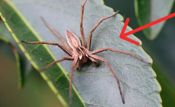 Aranha-marrom