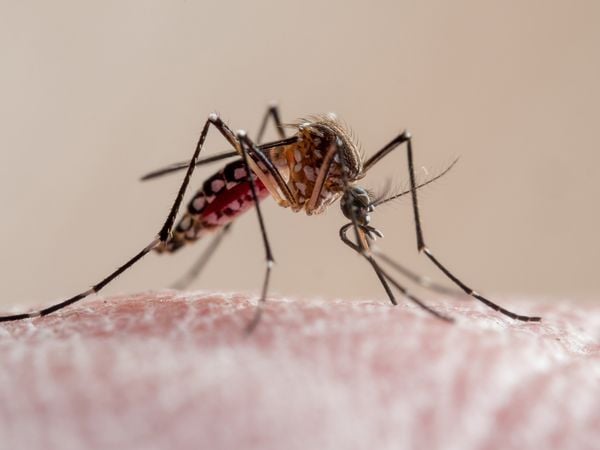 Close up mosquito Aedes aegypti