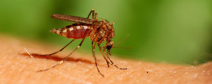 Picada de mosquito: aprenda como evitar e aliviar a coceira na pele