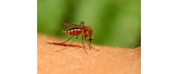 Picada de mosquito: aprenda como evitar e aliviar a coceira na pele