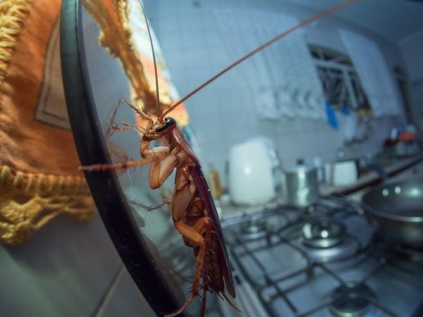 Imagem aproximada de barata em cozinha