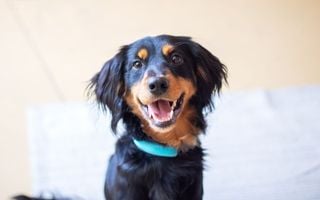 cachorro com pelos pretos e caramelo olhando para a foto sorrindo