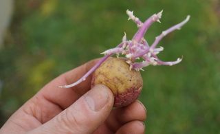 Batata com brotos