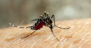 São Paulo entra em estado de alerta para dengue tipo 2