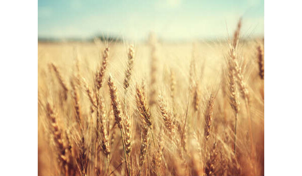 Veja quais os benefícios do trigo e cuidados ao consumir