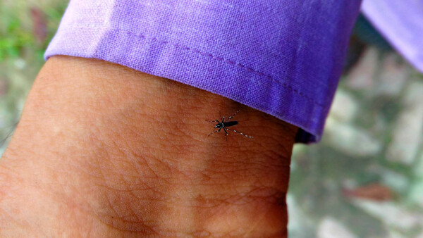 Mosquito em cima da mão de uma pessoa com manga da blusa roxa