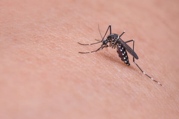 Imagem aproximada de mosquito da dengue pousado pele humana