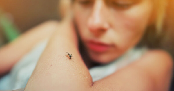 Mosquito Aedes aegypti é o principal transmissor da dengue