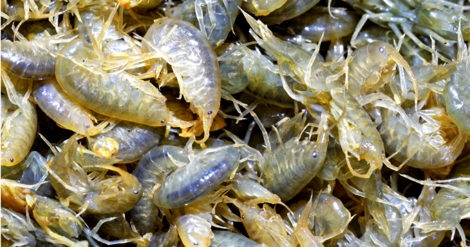 Cientistas descobrem camarões contaminados com cocaína no Reino Unido
