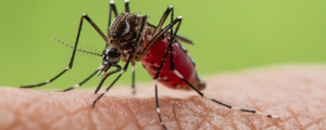 Mosquito transmissor da dengue - aedes aegypti - picando a pele de uma pessoa