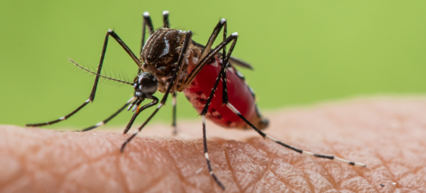 Mosquito transmissor da dengue - aedes aegypti - picando a pele de uma pessoa