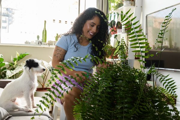 Mulher manipulando planta em casa