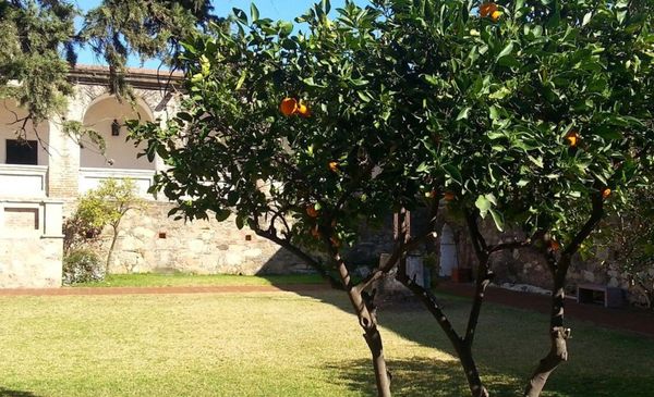 Pomar com árvores plantadas