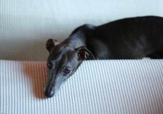 Cachorro da raça galgo italiano de pelo escuro deitado em superfície branca