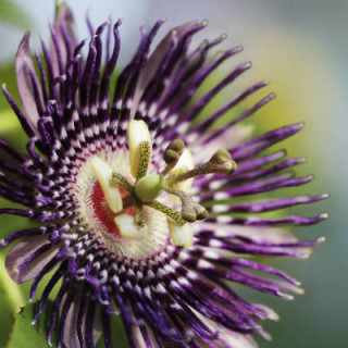 Passiflora é aliada contra a depressão - Foto: getty Images