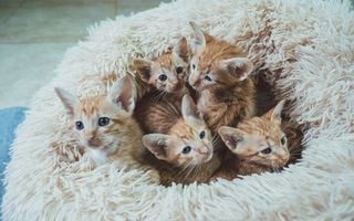 vários filhotes de gato