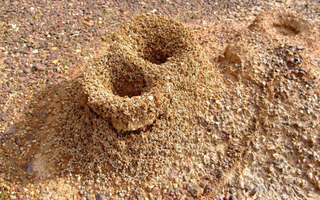 Imagem aproximada de formigueiro