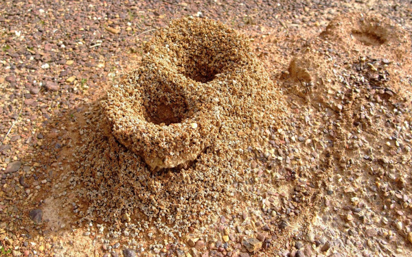 Imagem aproximada de formigueiro