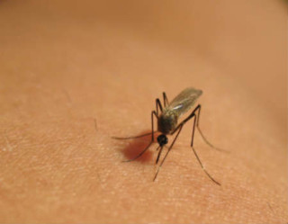 Esclareça suas dúvidas sobre relação entre Zika Vírus e Síndrome Guillain Barré