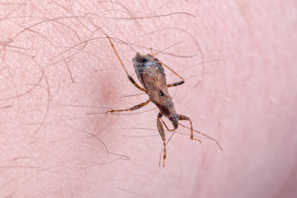 Foto aproximada do inseto barbeiro, transmissor do protozoário da Doença de Chagas