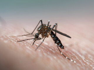 imagem do mosquito da dengue pousando em pele humana