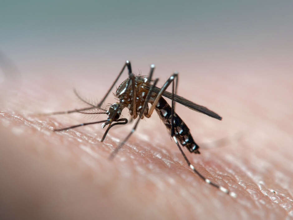 Dengue: sintomas, tratamento e transmissão - Minha Vida