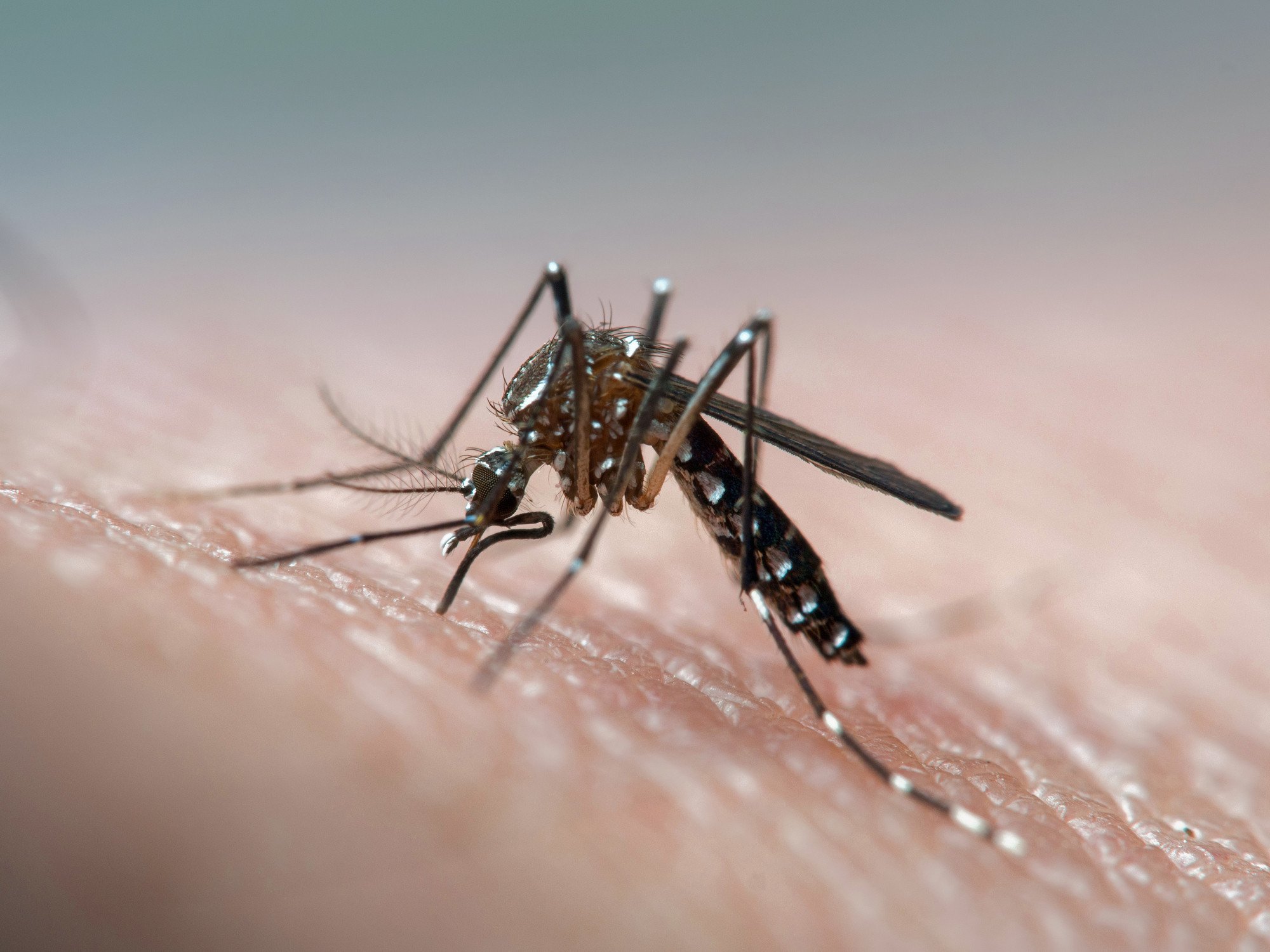 Are Dengue Bites Itchy