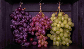 Existem diversos tipos de uva - Foto: Maria Fomina/Shutterstock