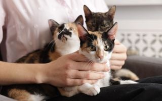 pessoa com gatos no colo
