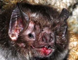 Morcegos estão se alimentando de sangue humano no Brasil