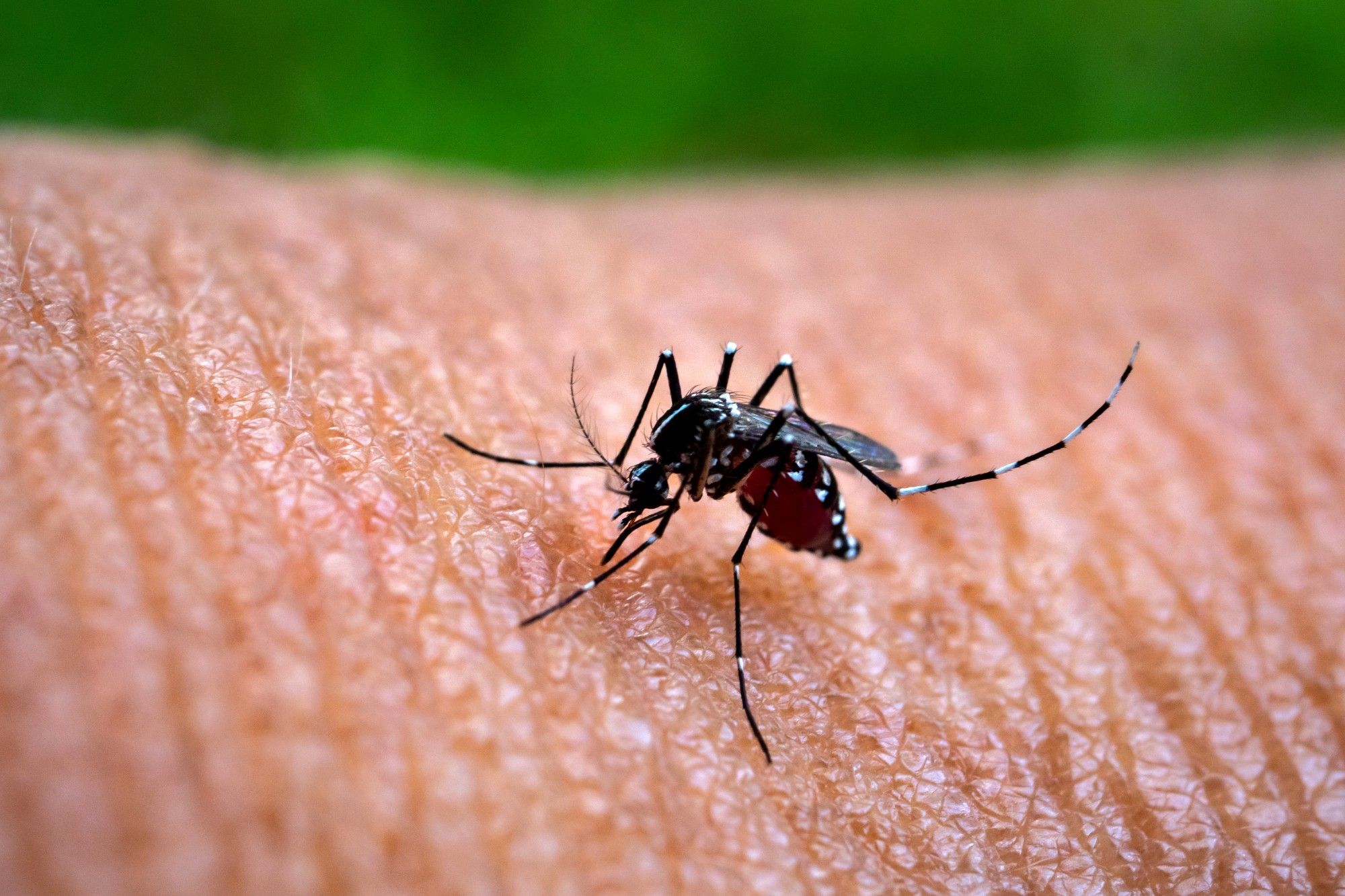 Close up do Aedes aegypti picando uma pessoa