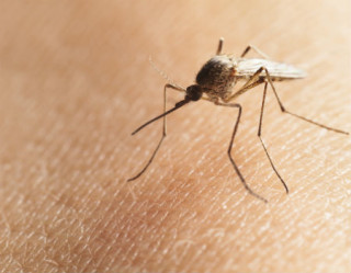 Pesquisadora investiga se mosquito comum pode transmitir zika vírus