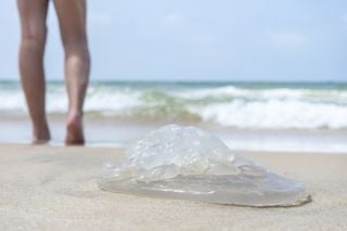 Água viva em uma praia