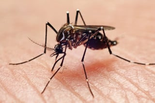 Foto aproximada do Aedes aegypti, mosquito transmissor da dengue