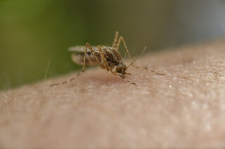 Mosquito Anopheles, causador da malária, pousado em pele humana