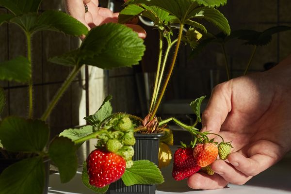 Imagem aproximada de pessoa tocando em morangos plantados em vasos