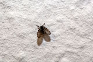 Imagem aproximada de mosca de banheiro (ou mosca de ralo)