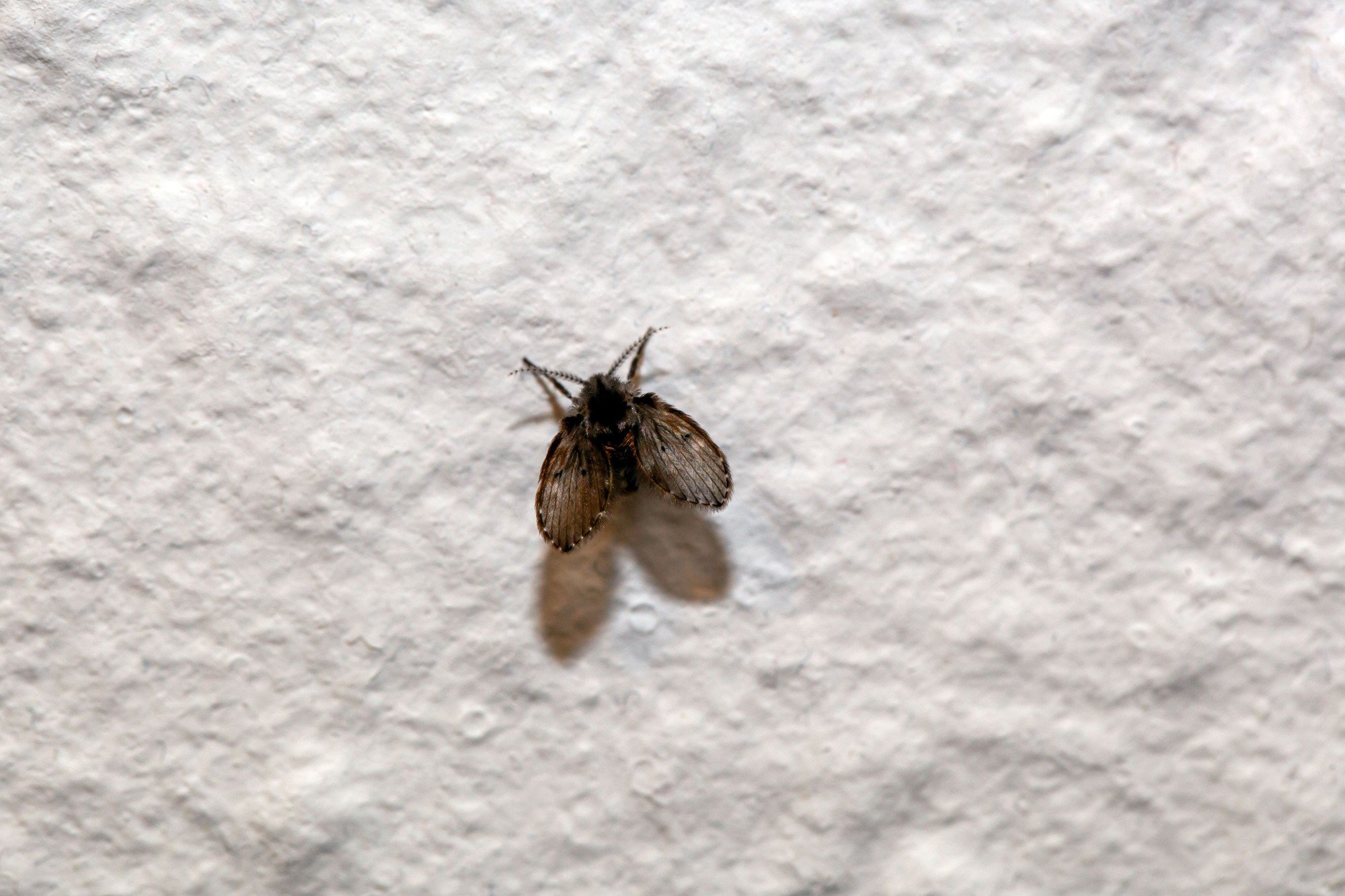 Imagem aproximada de mosca de banheiro (ou mosca de ralo)