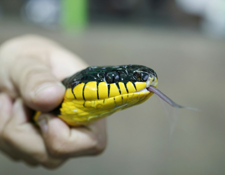 Picada de cobra em cavalo: Confira os principais sinais do problema