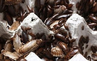 várias baratas em uma caixa de ovos