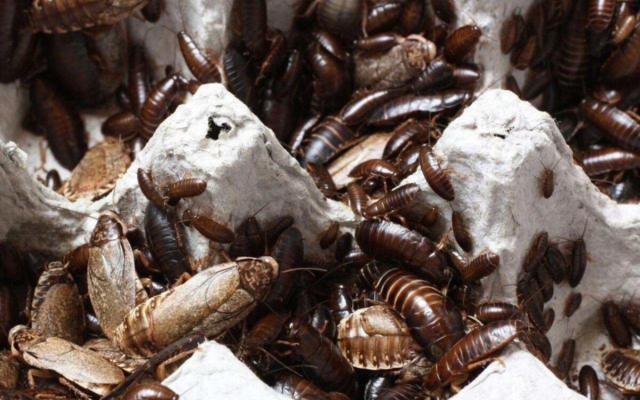 várias baratas em uma caixa de ovos