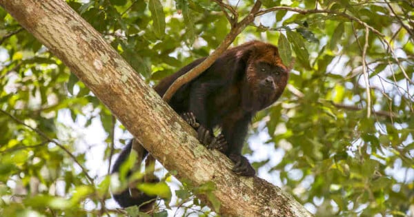 macaco-febre-amarela